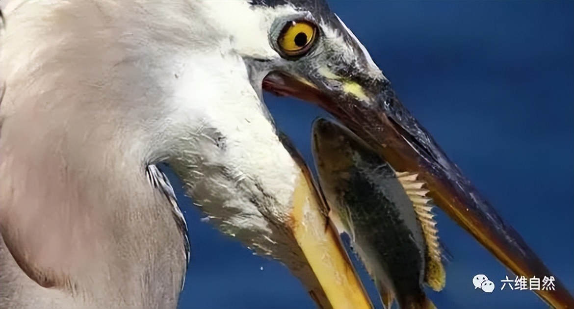 男子开门遇到小鲫鱼，次日发现更多鱼爬上岸，过山鲫为啥离开水？