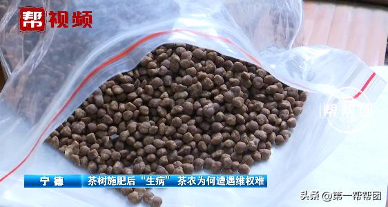 茶树肥害的原因及防治方法,茶树肥料施多了如何补救