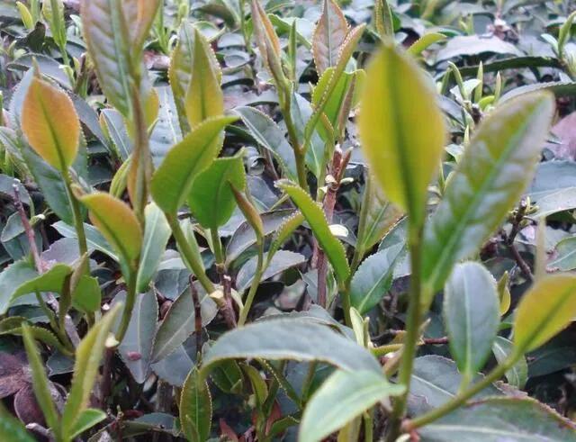 商品大红袍，拼配大红袍，纯料大红袍这都是些啥？