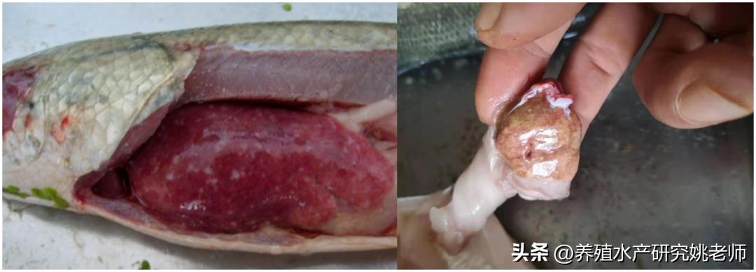 生鱼烂身预防,生鱼身上烂了怎么办