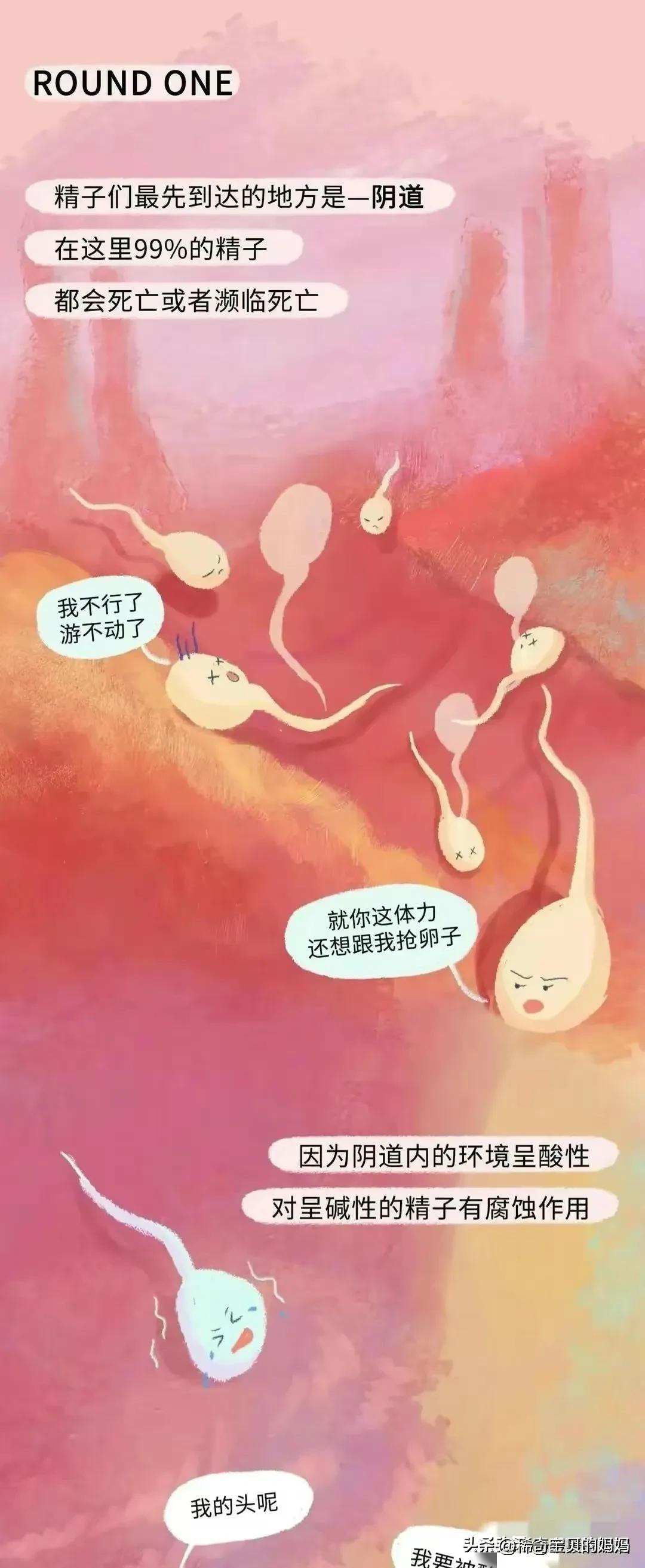 小蝌蚪动画过程讲解,小蝌蚪到青蛙生长过程动漫