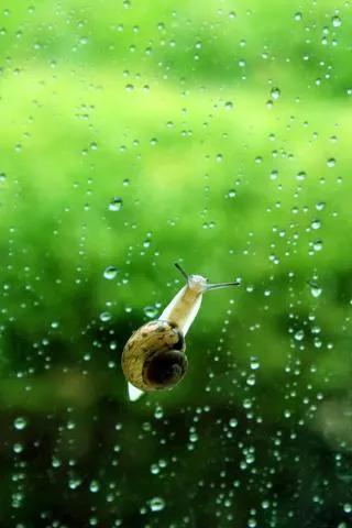 蜗牛高清壁纸4k全屏,蜗牛唯美动画壁纸