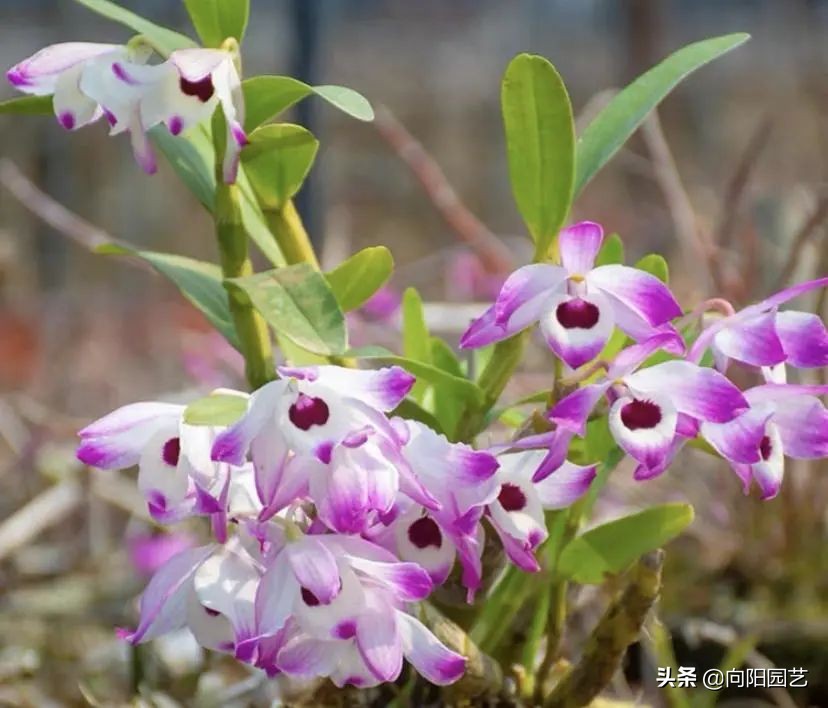 石斛高芽养多久会开花,石斛花开好看不