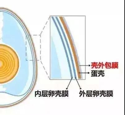 蛋鸡缺磷的表现,蛋鸡缺钙生石灰喂多少合适