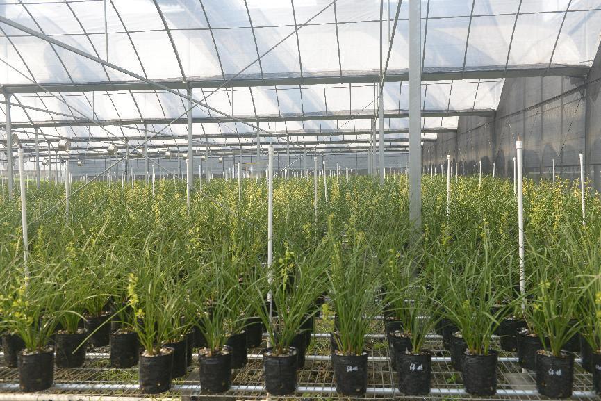 卖兰花一年收入,卖兰花卖得最好的一个月赚多少钱