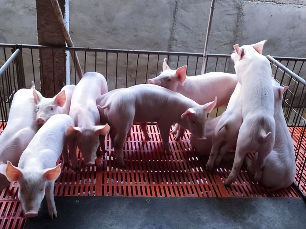外购仔猪回来怎么管理？外购仔猪需要注意哪些事项？这4点很重要