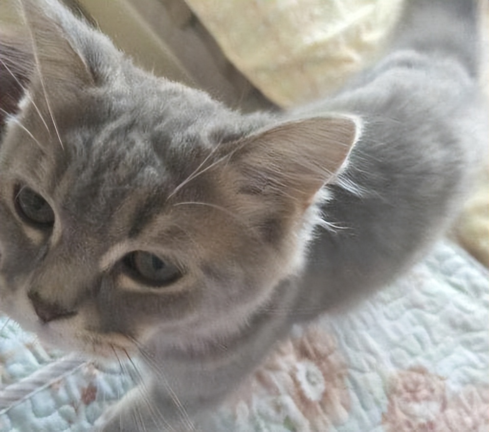 英短纯种和不纯种区别,英短品种不纯怎么办