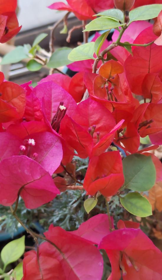 三角梅烂根如何拯救,三角梅换盆引起烂根什么原因