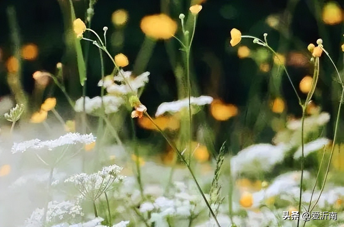 小满花未全开,小满花未全开图文