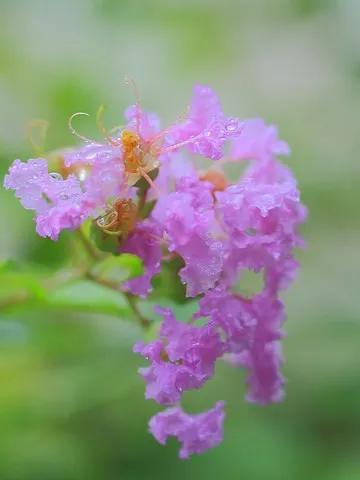 紫薇花壁纸高清全屏,唯美紫壁纸