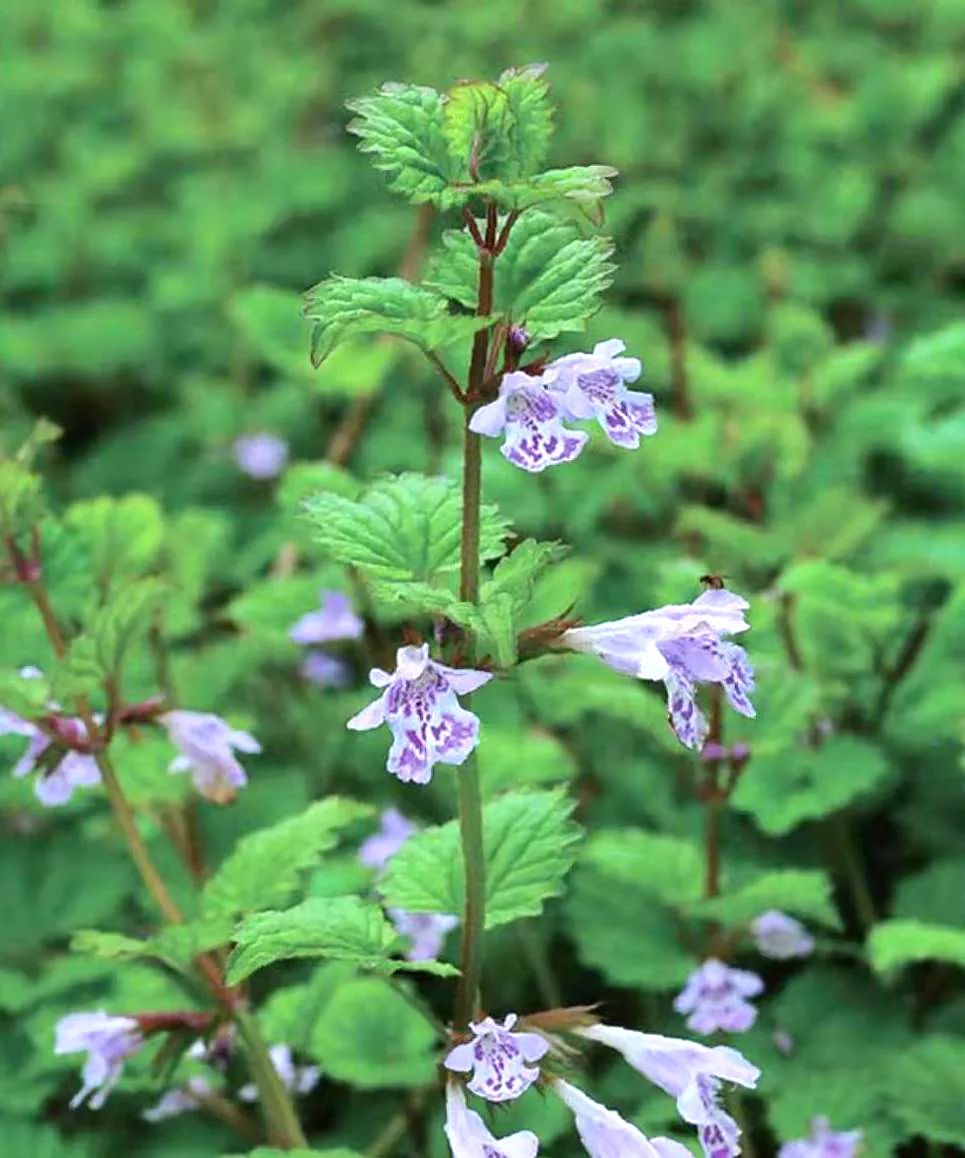 昨日的“活血丹”，今日的“园艺新宠”，这花儿还真奇妙