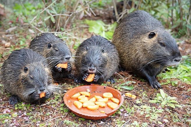 上海多地出现的巨大老鼠,上海发现巨型老鼠重达17公斤