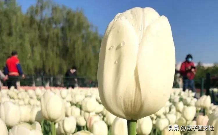 郁金香的花貌和郁金香的花语,各种颜色郁金香的花语是什么