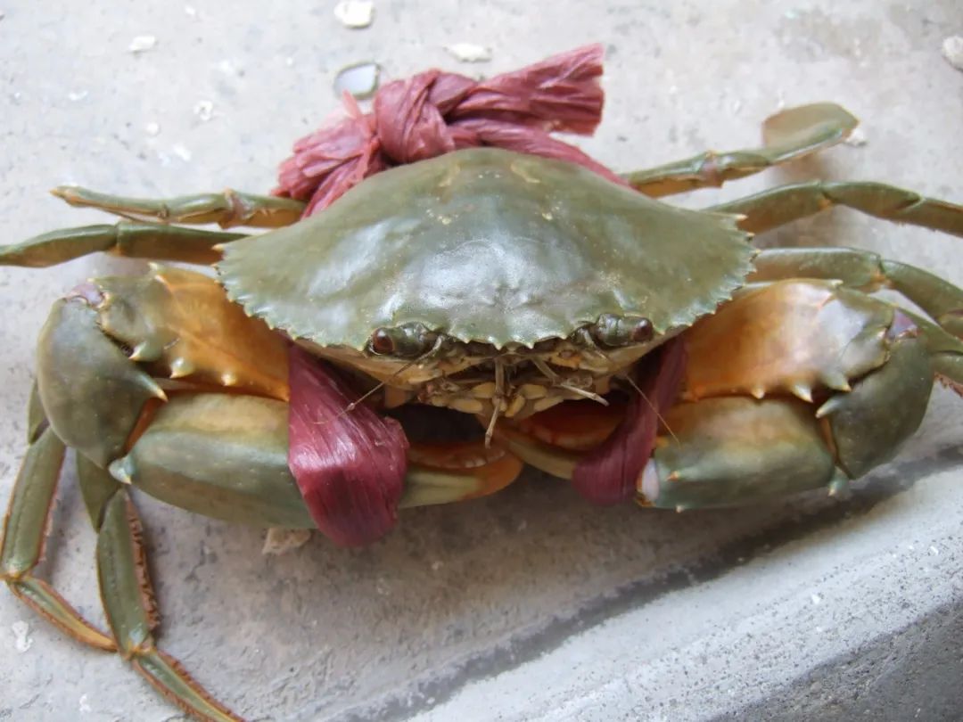 冷冻螃蟹为什么不能买,外面卖的冷冻螃蟹能吃吗