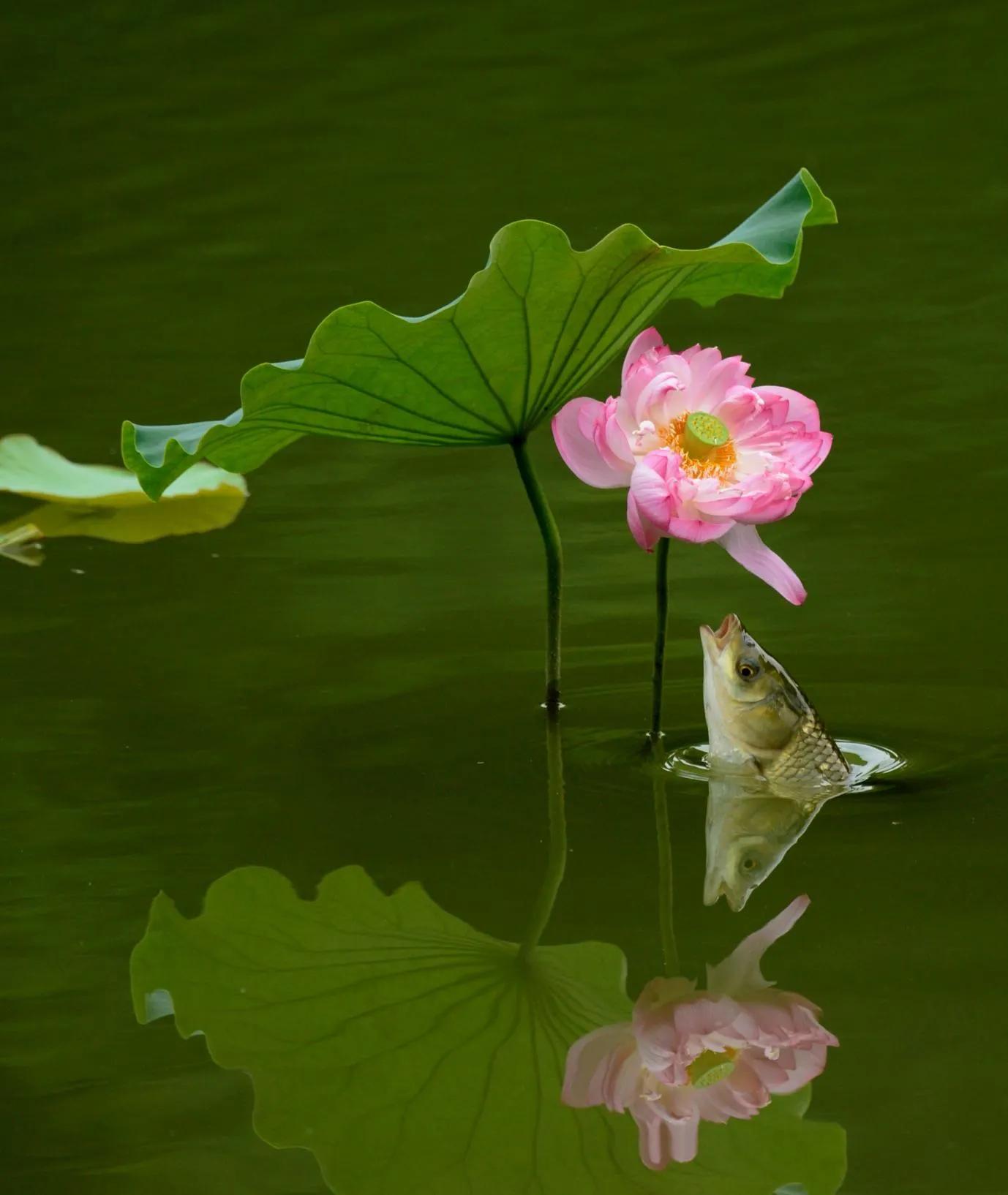 惊艳千年的“花之仙子”，唯美了整个夏天