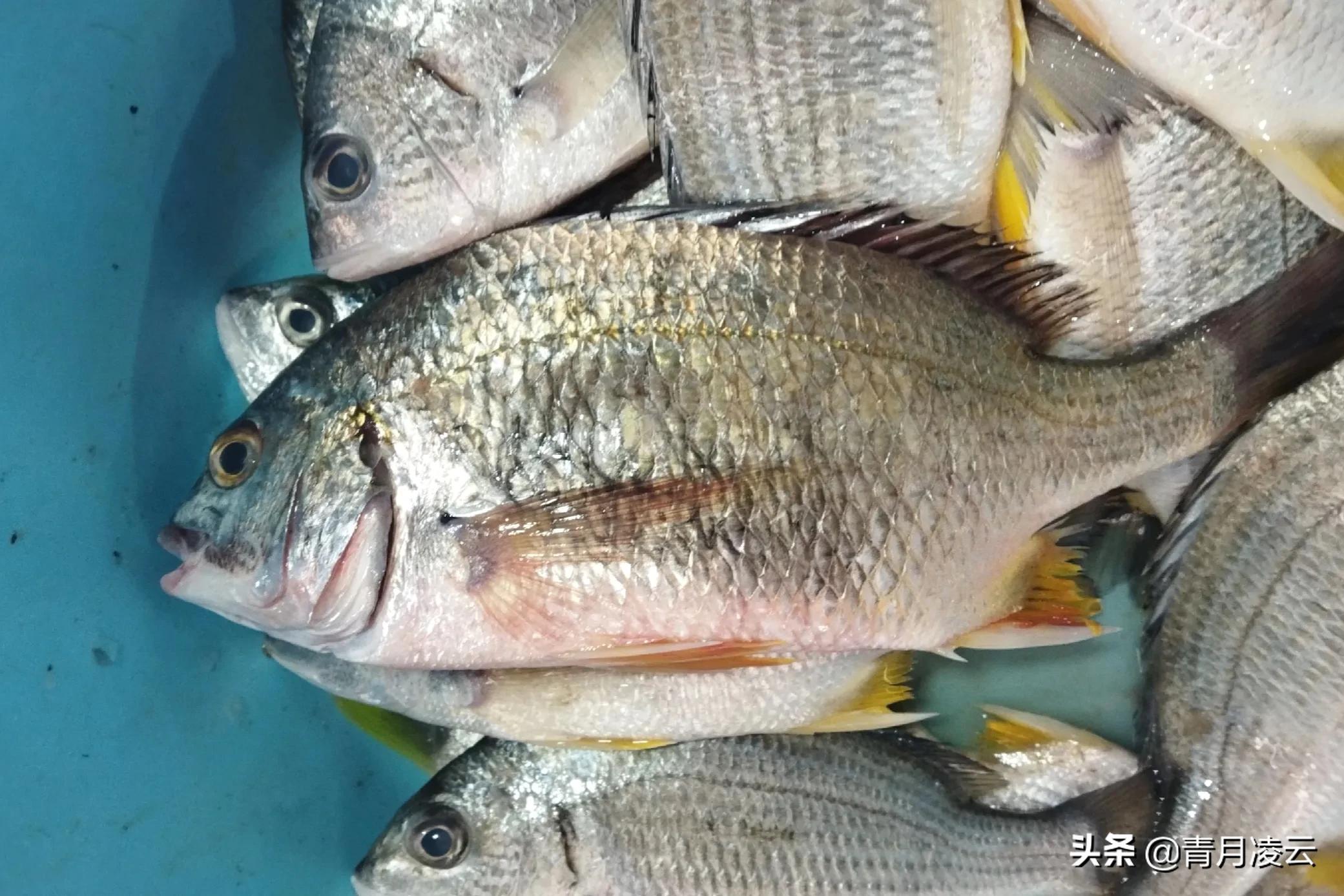 海鲜市场常见海产品图鉴,海鲜市场常见海产品图鉴表图例