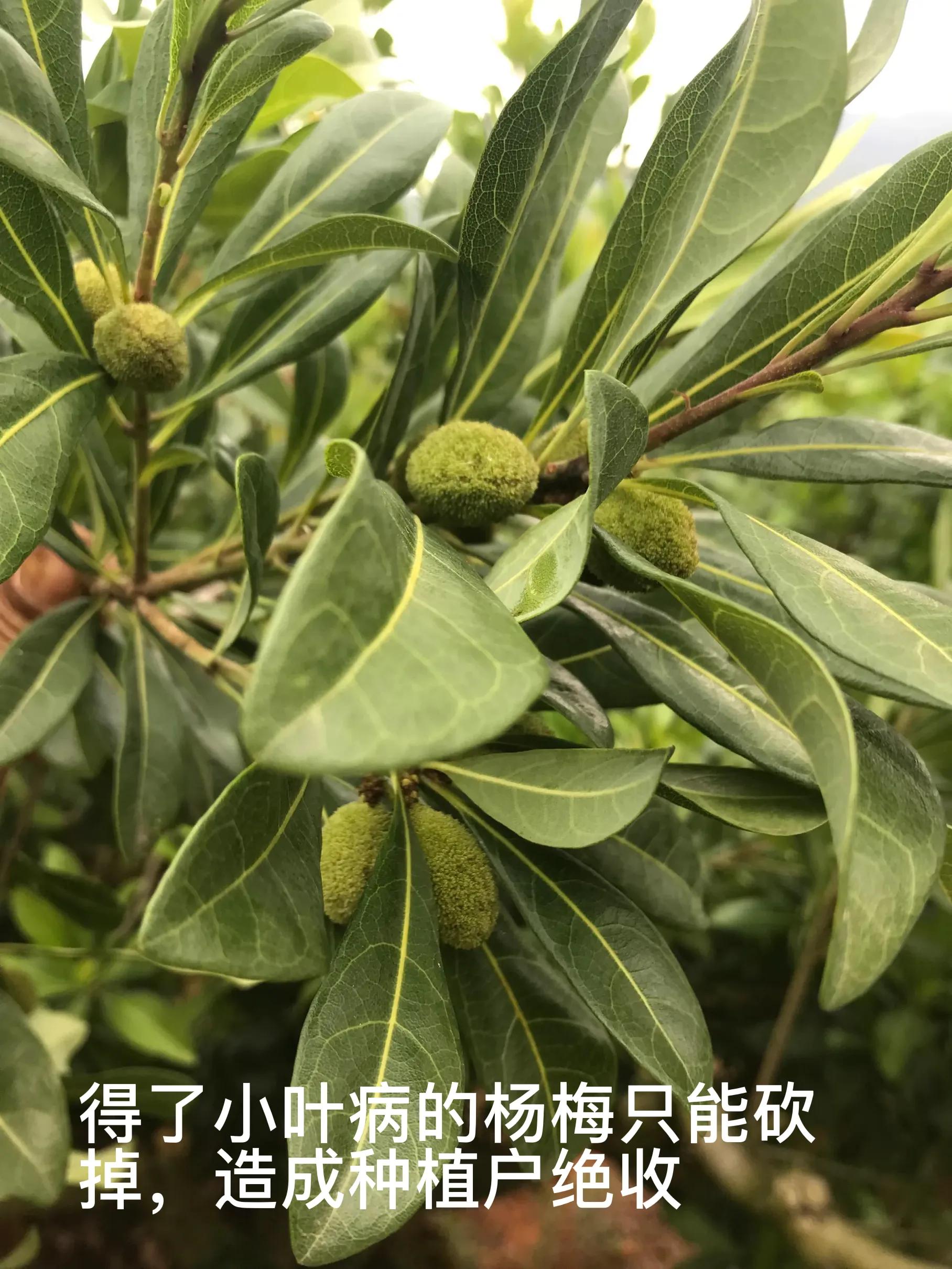 杨梅小叶病,攻克杨梅小叶病