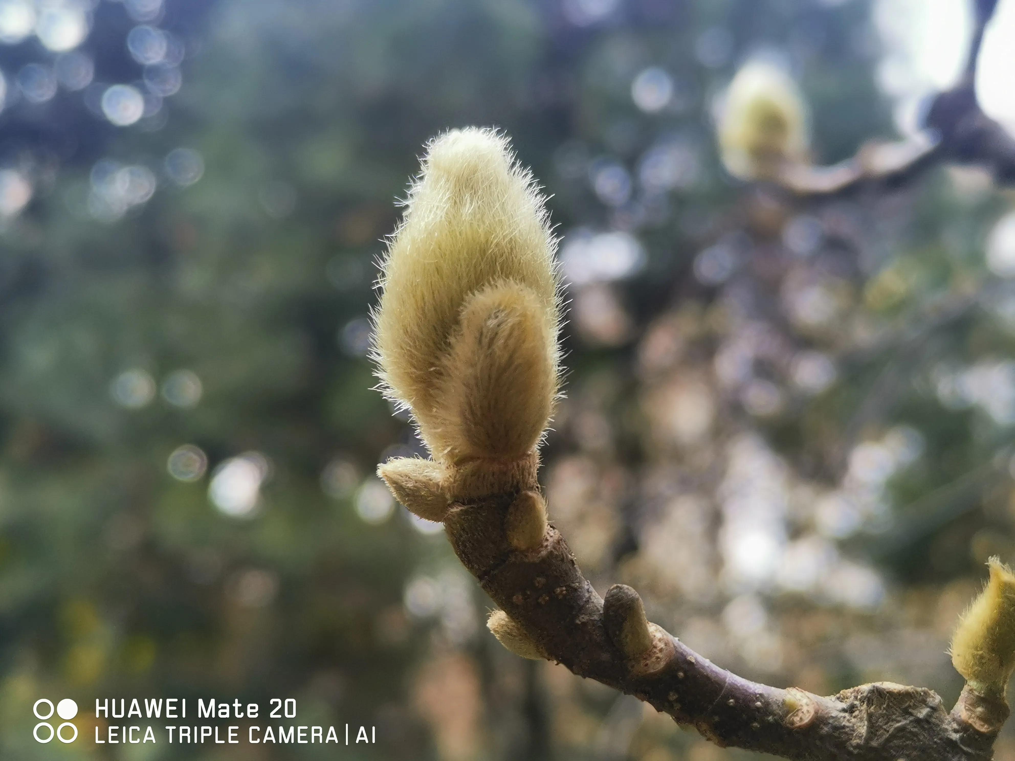 春节随笔高中800字,写春节的随笔50字
