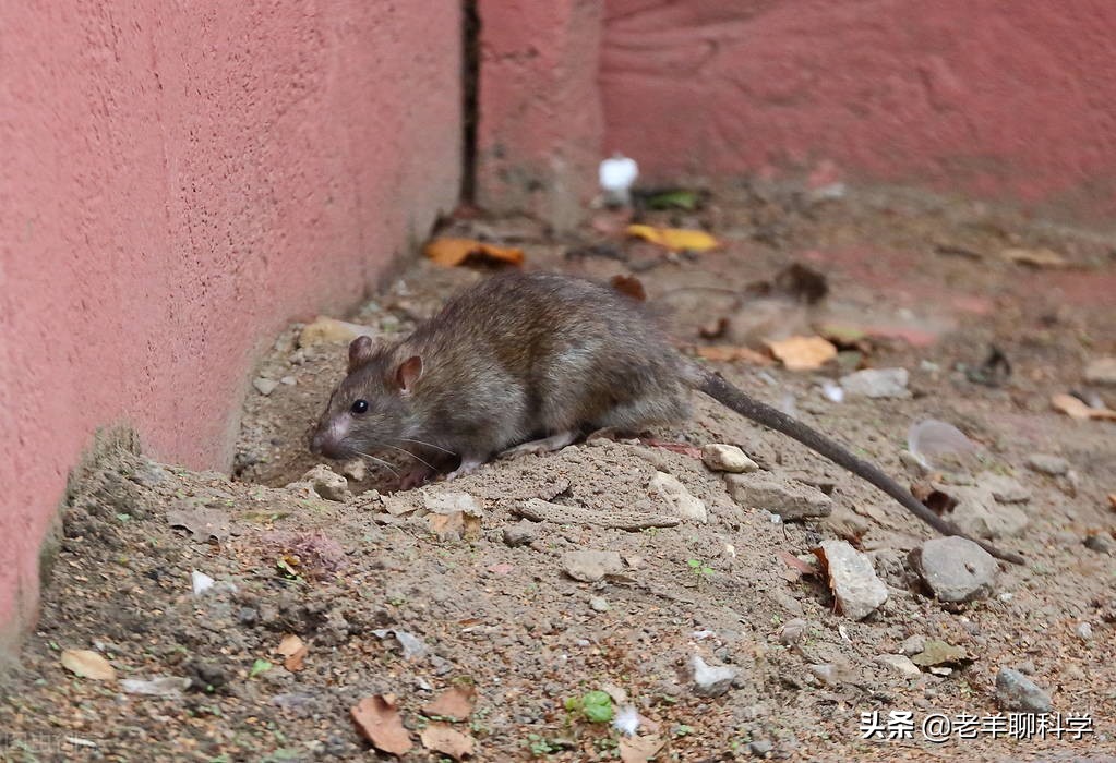 老鼠会报复猫吗,老鼠攻击猫真实原因