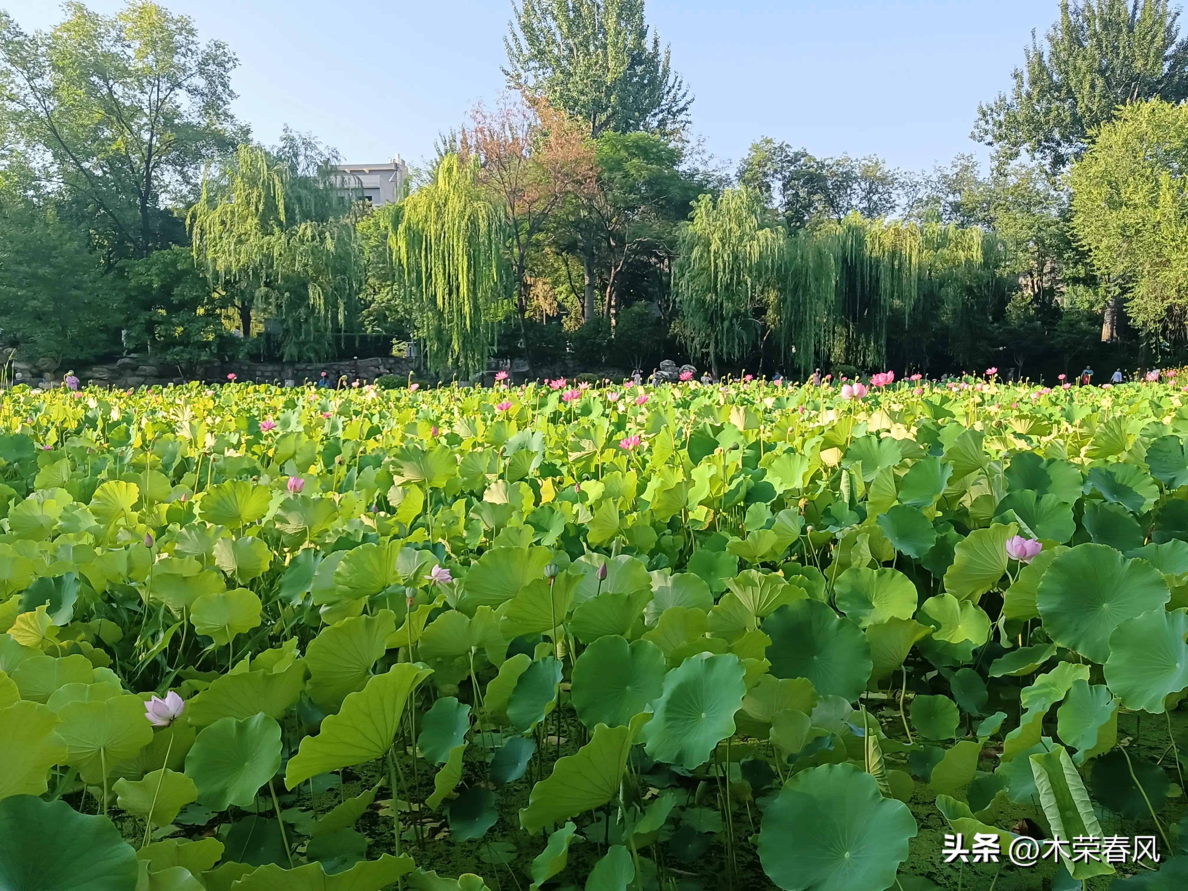 莲湖公园看荷花几点合适,莲湖公园荷花怎么走