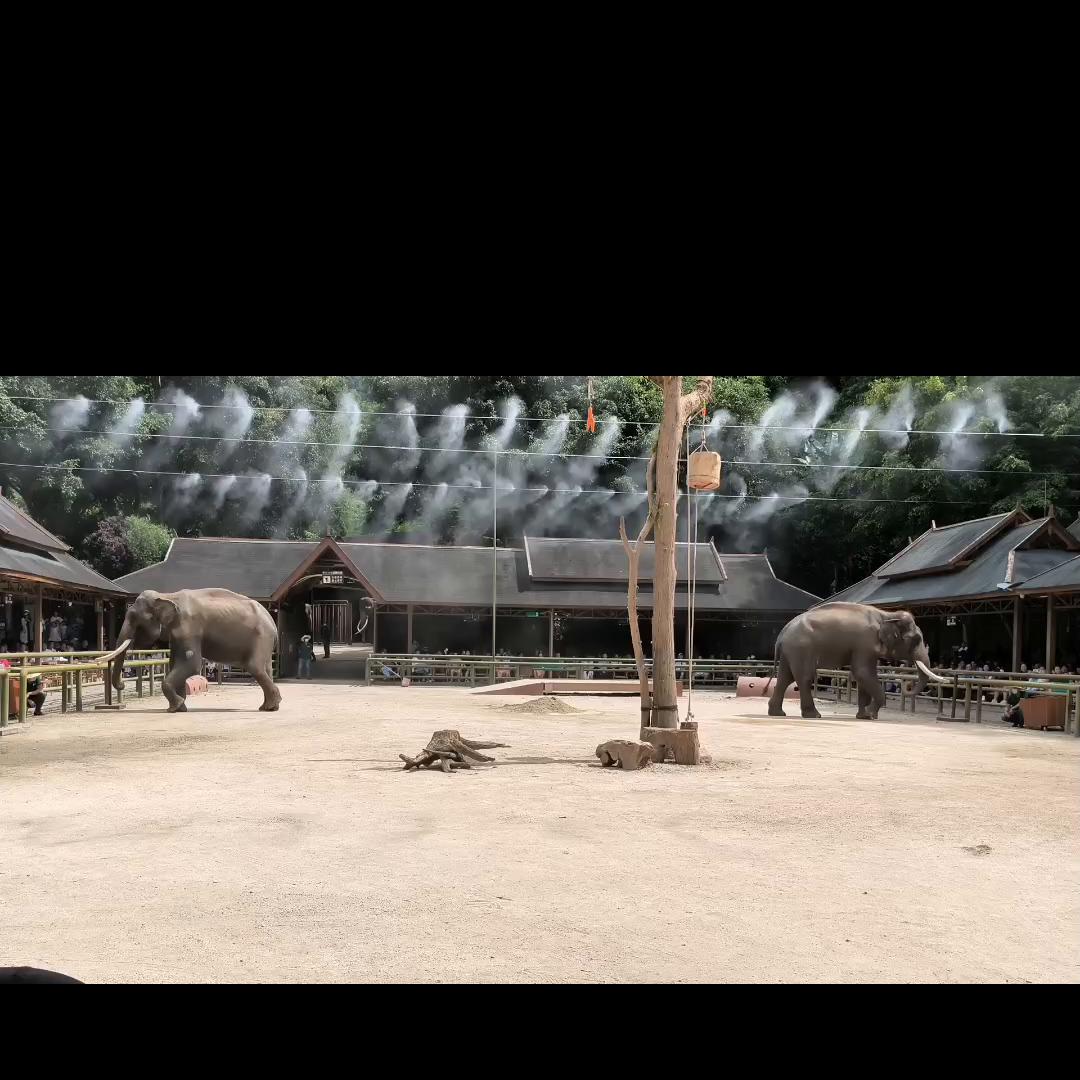 野象谷热带雨林景区,野象谷热带雨林景区表演时间