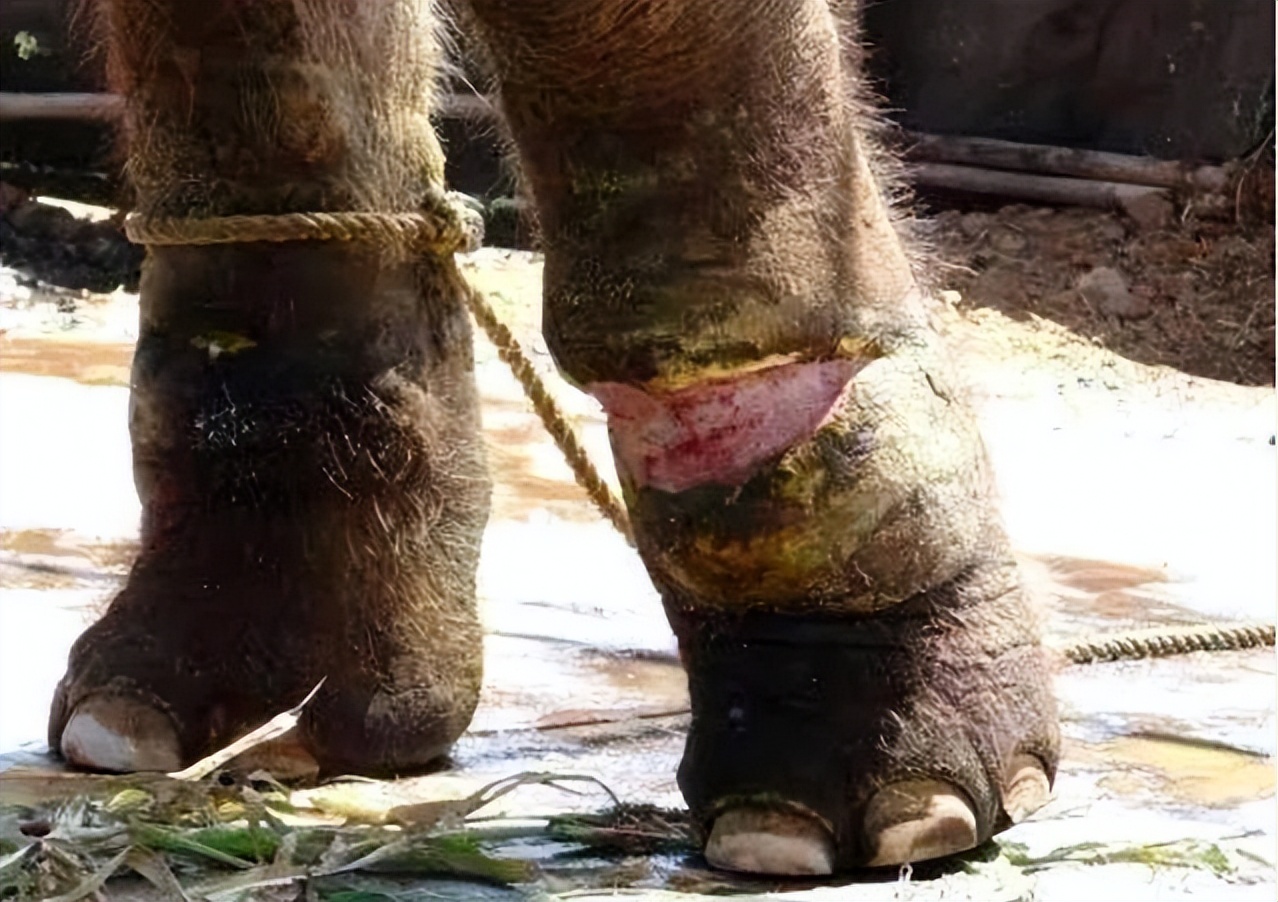 6岁公主活成“脚链囚徒”,背后的动物表演让人心疼