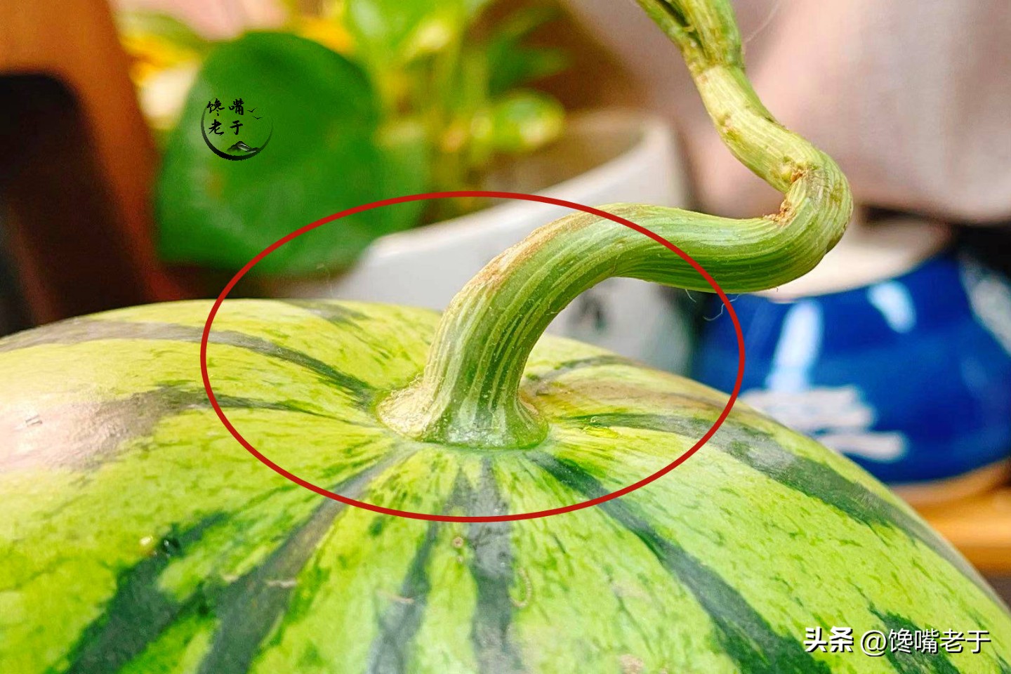 买西瓜要注意以下几点,买西瓜注意这几点