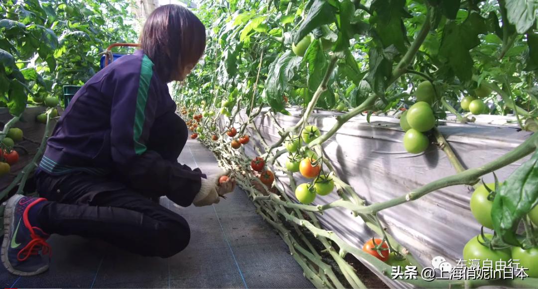 日元暴跌去日本旅游消费会理解吗,日元狂跌原因有哪些