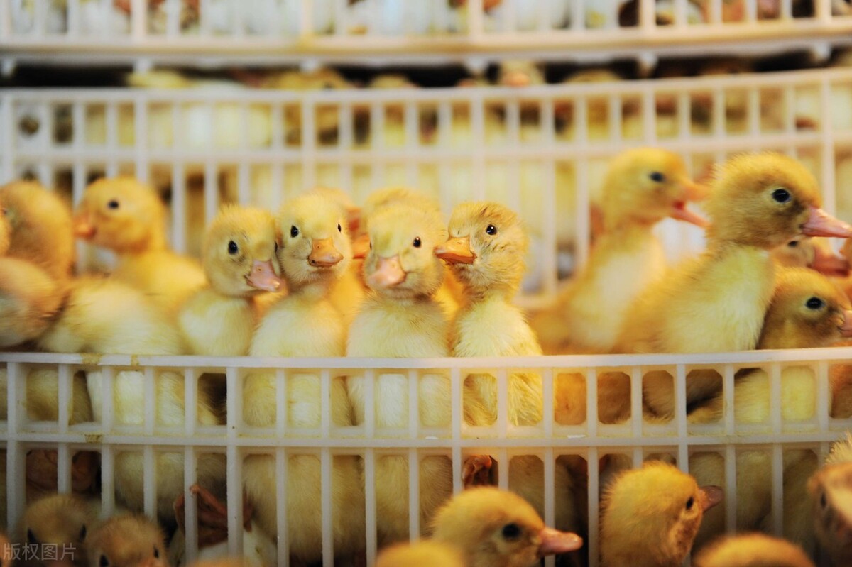 禽病基础知识科普——鸭瘟