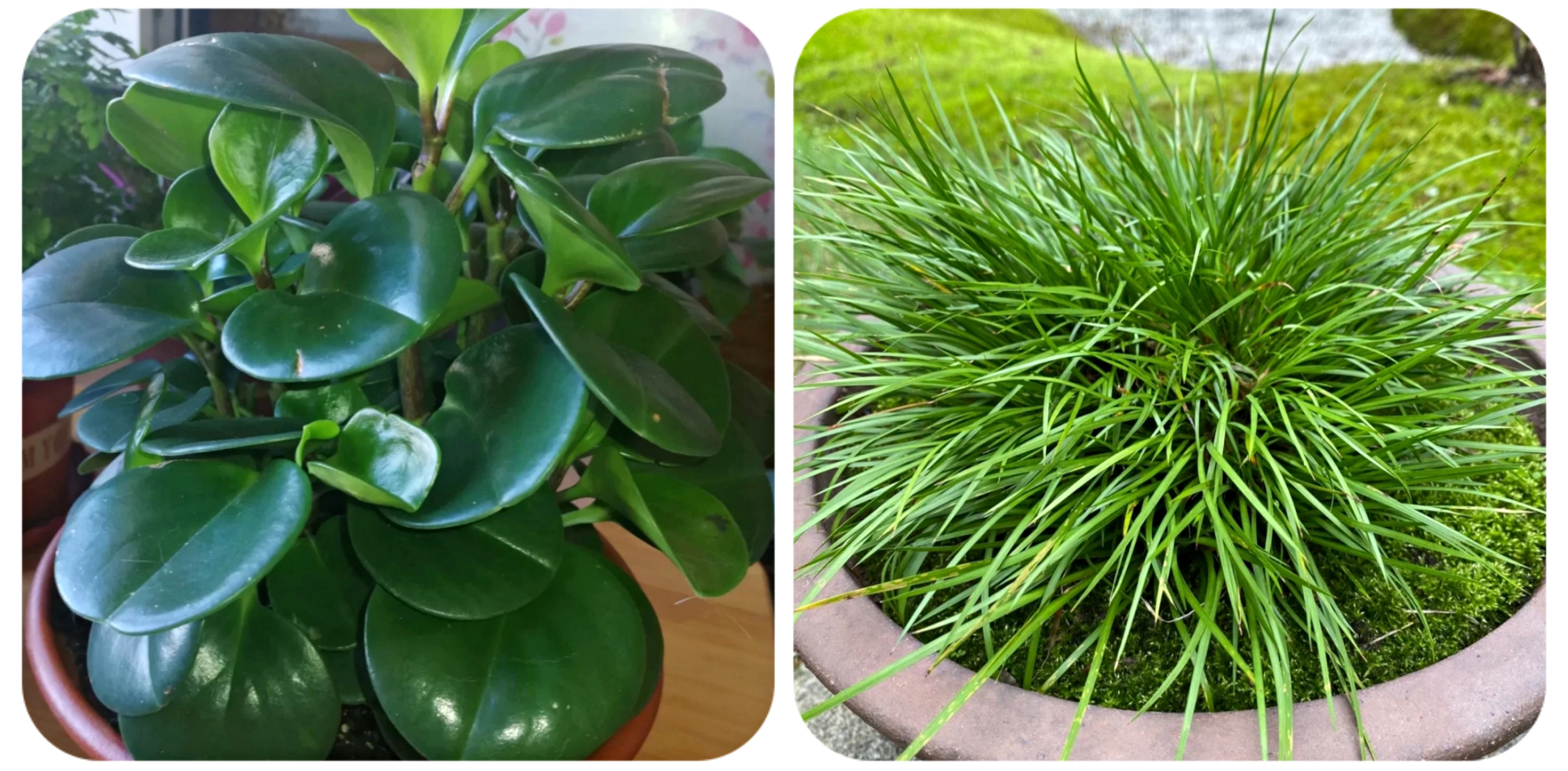 100个阳台养什么花好,100种阳台养的花草