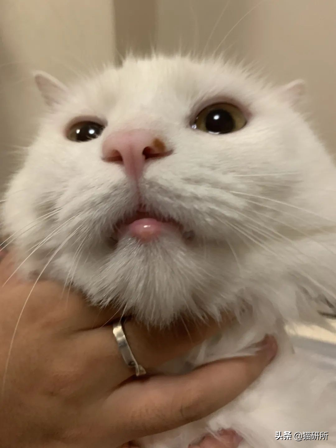 猫咪嘴巴突然肿了怎么办？真不是上火