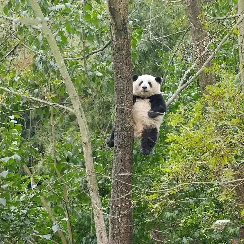 大熊猫花花和荷叶的温暖瞬间,国宝大熊猫和花萌萌哒瞬间
