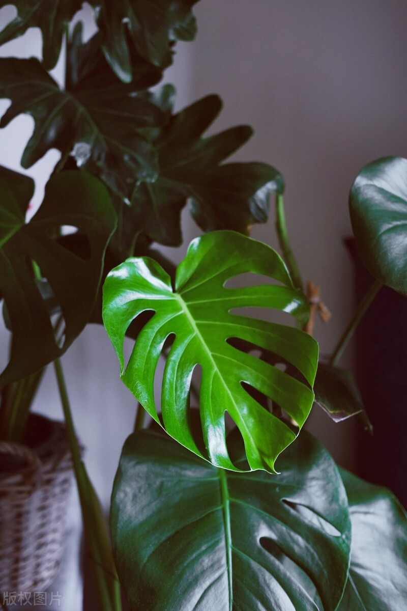 最耐阴的十大室内植物盆栽有哪些,什么植物除室内毒气