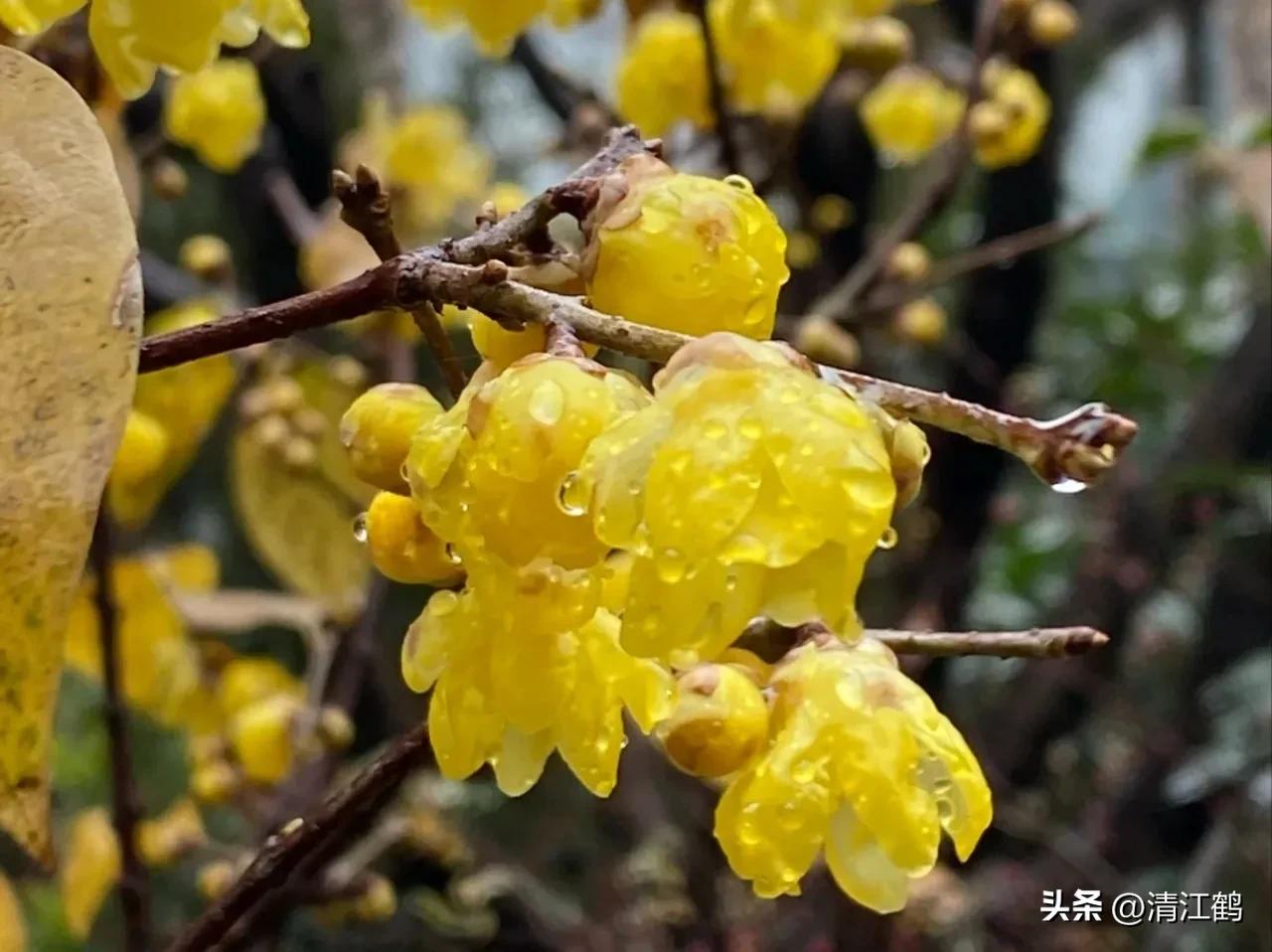 蜡梅夏季管理,秋季腊梅管理
