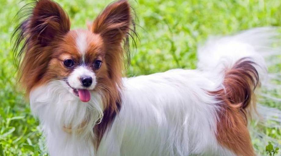 智商排名前十的狗是谁,狗智商排名前十