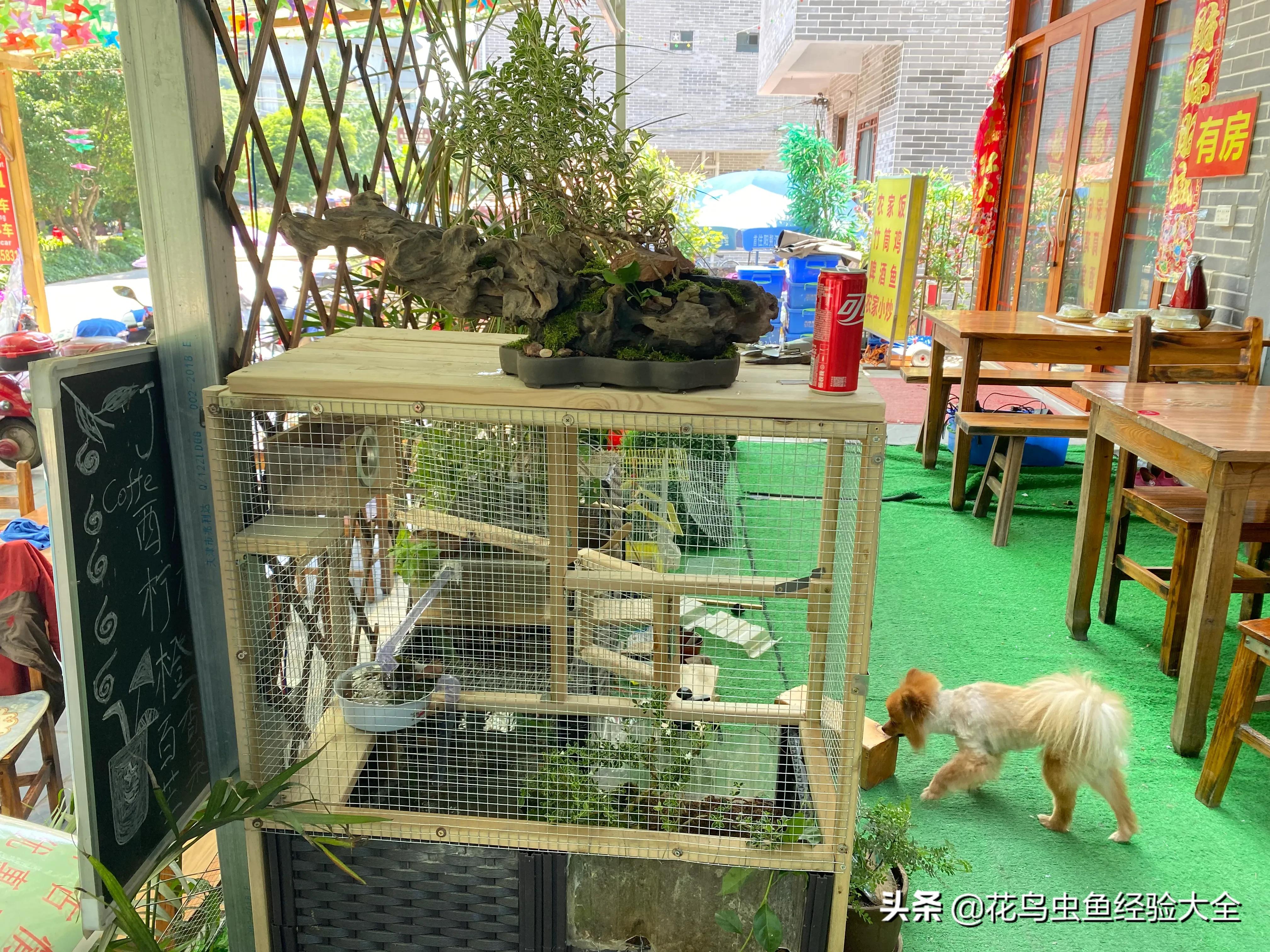 小白养鹦鹉攻略,小白养孔雀鱼入门