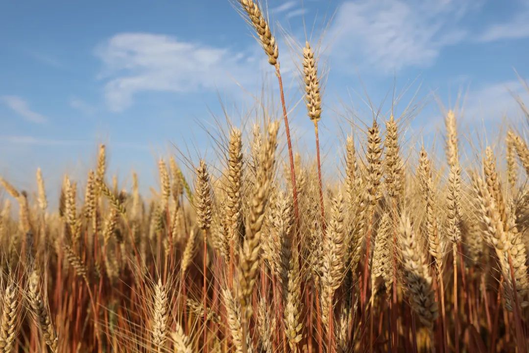 我是灵台，这是我的名片