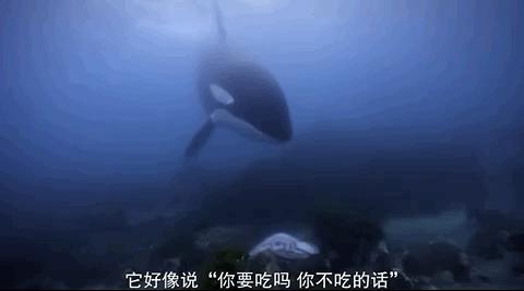 豆瓣排名第五摄人心魄的好片,豆瓣8.6分今年看过最良心的电影