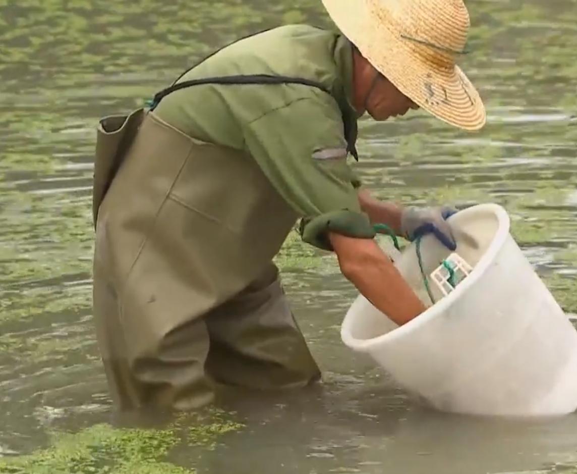 养殖甲鱼成就千万富翁,养甲鱼养鸡年入百万