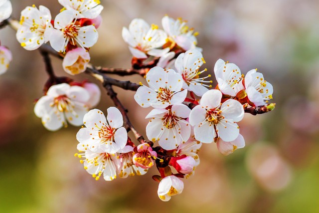 乡土散文消失的村庄,乡土散文朗诵