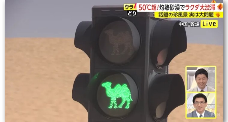 日本记者敦煌堵骆驼,日本记者直播连线冰墩墩