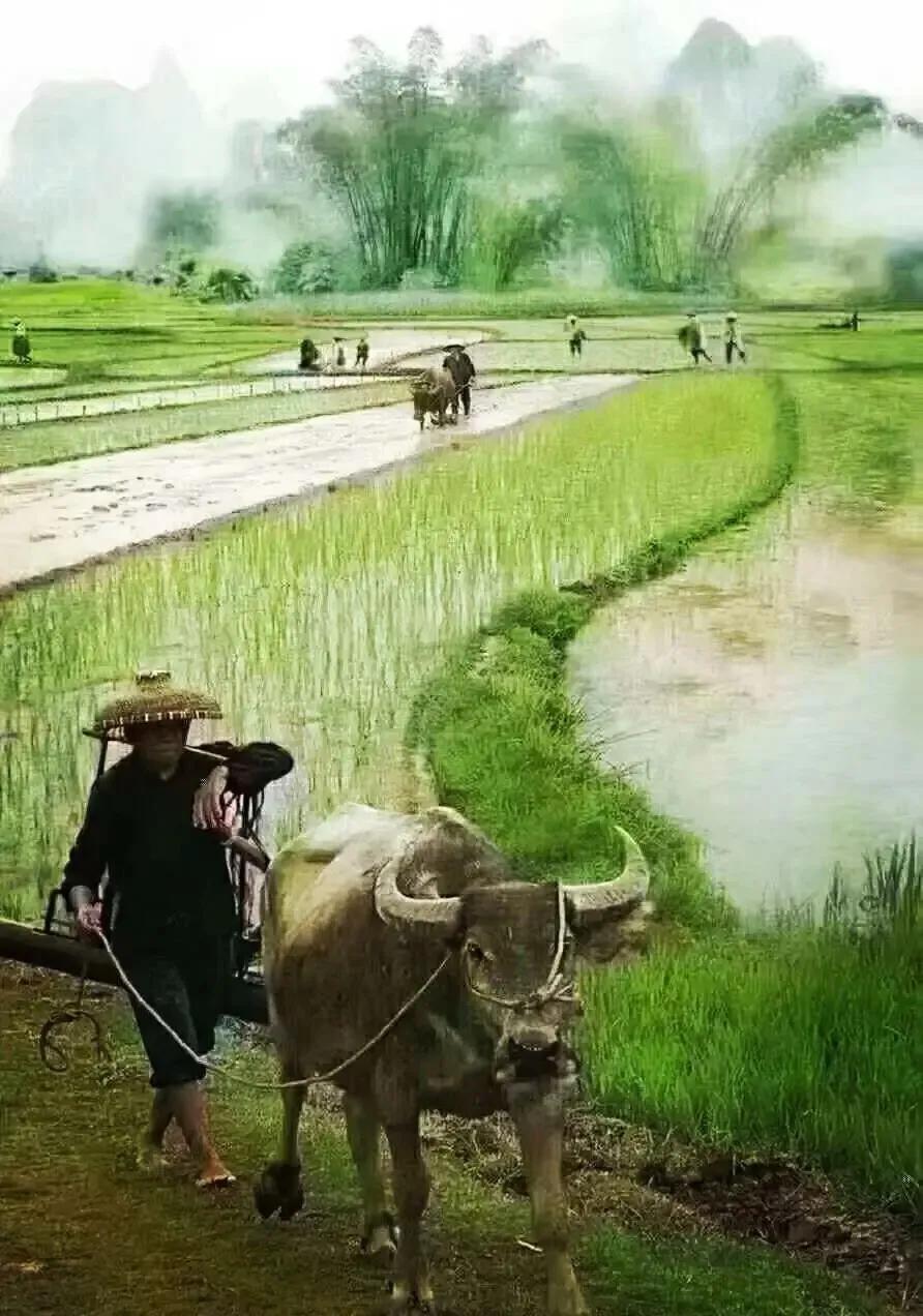 清明节是晋文公为了纪念谁,清明节烧死人的由来