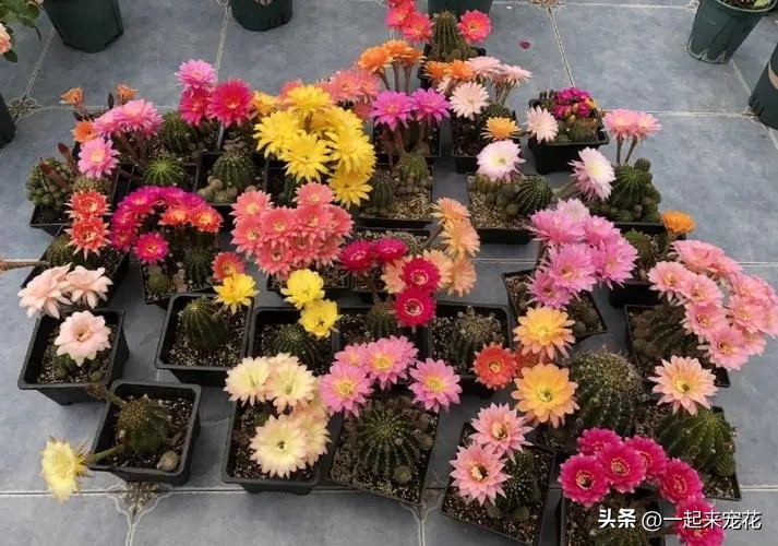 最适合新手养的4种花漂亮极了,1月份最好养好看的5种花