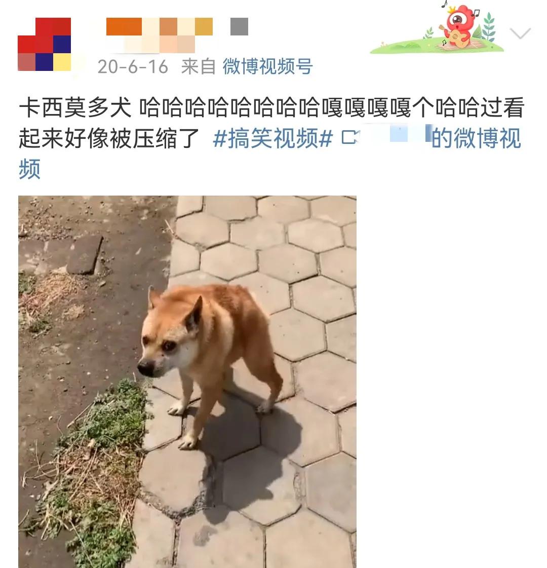 这样的阴间猫狗审美，早该翻车了