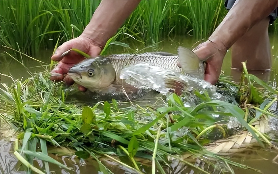 稻田养鱼的缺点有哪些,曾经很火的稻田养鱼有哪些缺陷呢
