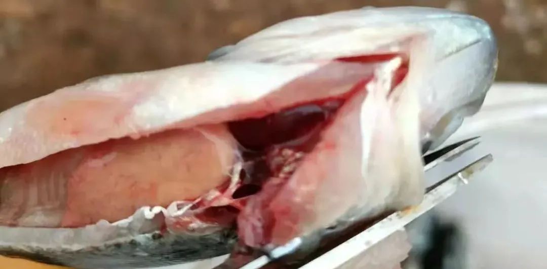 水霉多发季节,水霉病每亩用盐多少