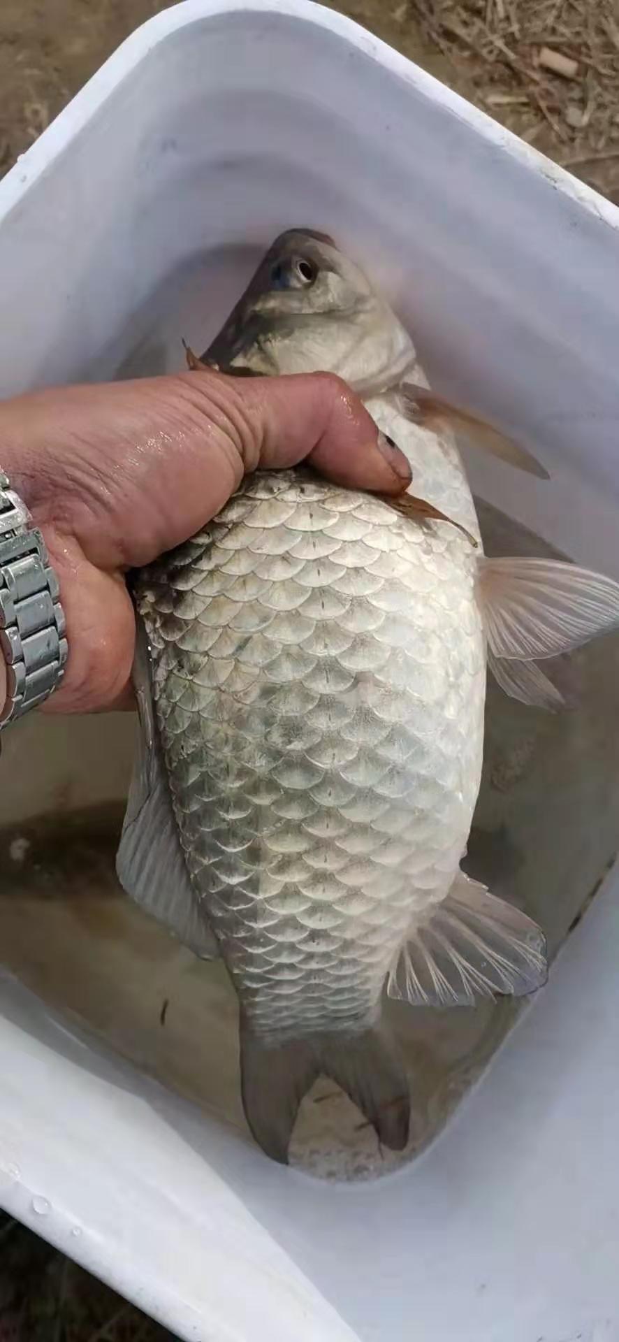 冬季能和红虫媲美的饵料,冬季红虫肉夹馍搭配什么饵料