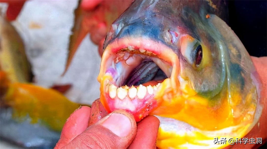 亚马逊河为什么不修桥了,亚马逊河的可怕之处为什么没修桥