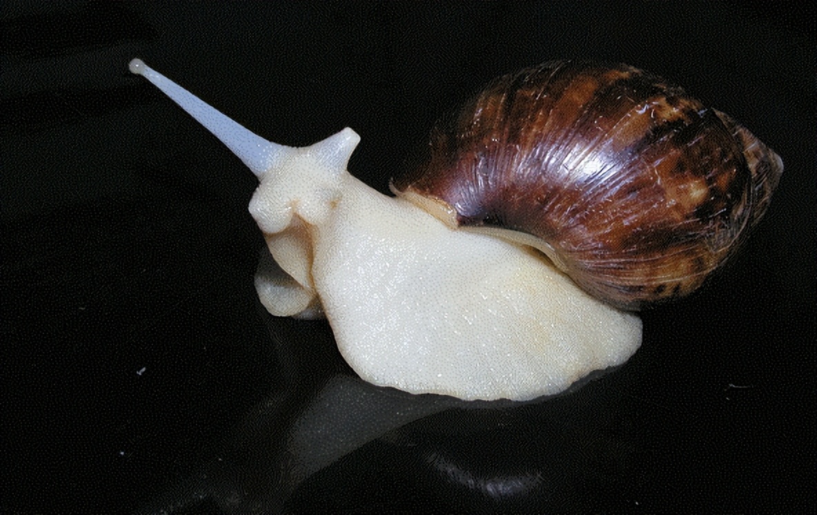 白玉蜗牛开箱视频,白玉蜗牛怎么怀孕