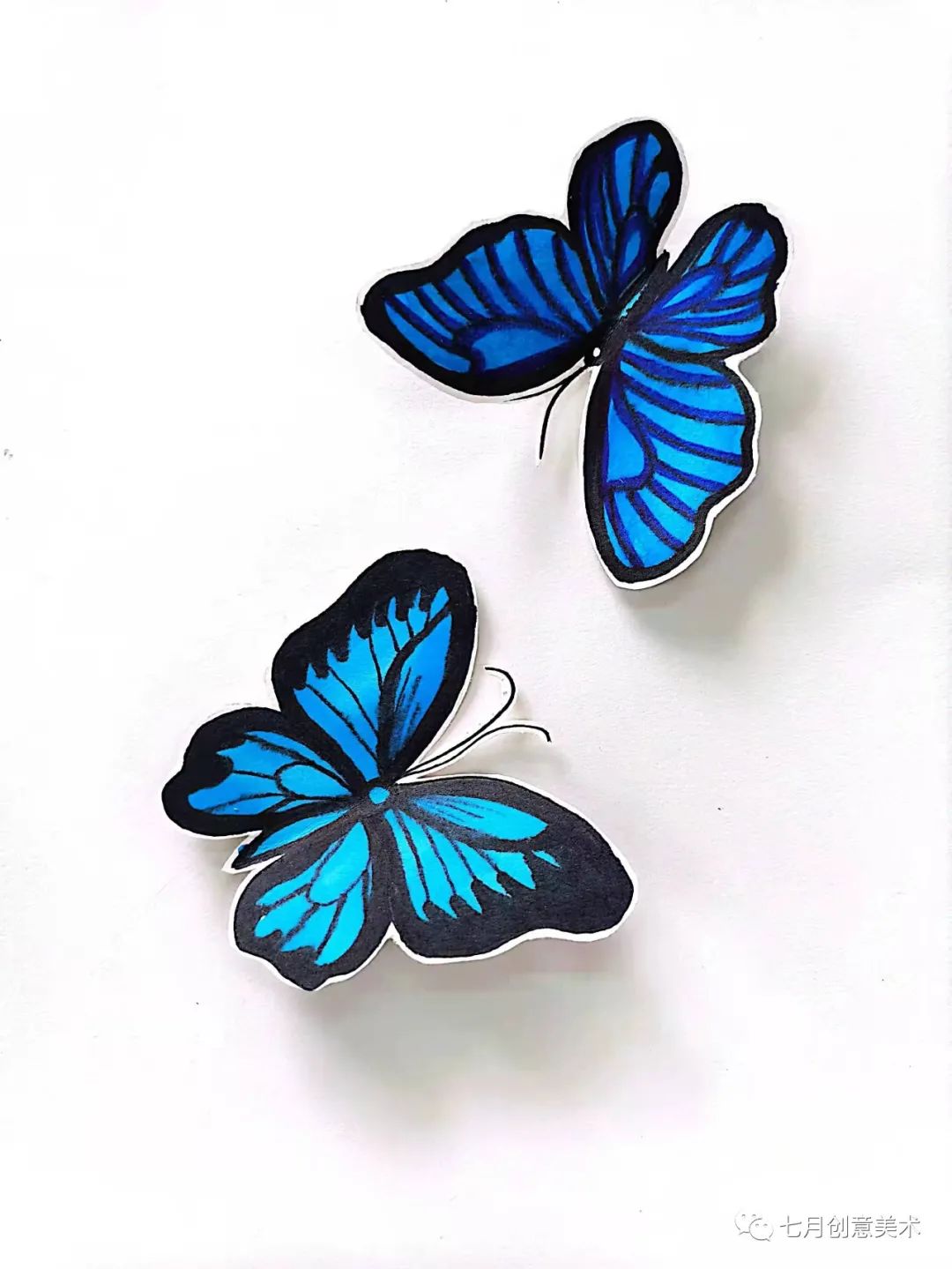 蝴蝶标本图片大全,塑封蝴蝶标本方法